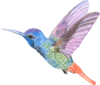 hummingbird.png hummingbird.png