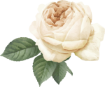 white_rose_single.png white_rose_single.png